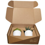 Productos promocionales ideales para presentes o de cordialidad, set de plantas aliso blanco