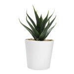 Artículos promocionales preparados para personalización inmediata, set de plantas aliso blanco