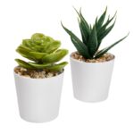 Set de plantas aliso blanco, líneas completas de artículos personalizados en materiales duraderos