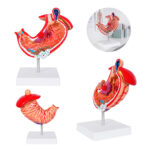 Artículos de merchandising empresarial para combinar con otros artículos modelo anatómico gastro