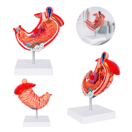 Artículos de merchandising empresarial para combinar con otros artículos modelo anatómico gastro